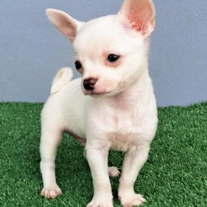 Chihuahua Macho Cabeza de Manzana color Blanco