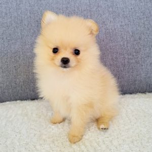Pomerania Hembra color crema