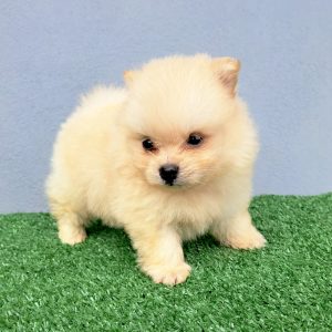 Pomerania Hembra Carita de Oso