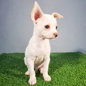 Cachorro Chihuahua Macho color Blanco