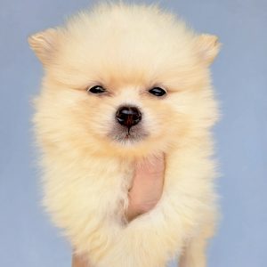 Cachorro en Venta Pomerania macho color crema