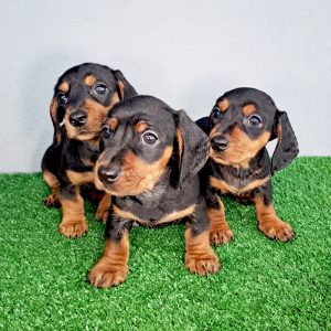 Cachorros salchicha Dachshund tamaño Mini color negro