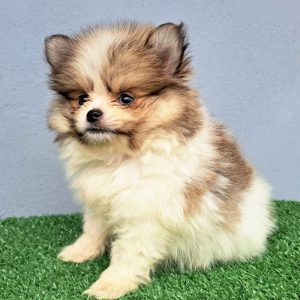 Cachorra Pomerania Hembra MiniToy