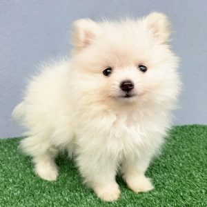 Pomerania Macho Carita de Oso