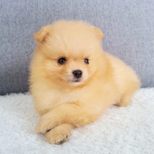 Pomerania Macho Carita de Oso