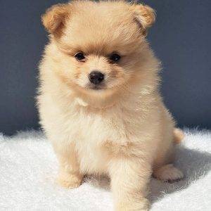 Cachorro Pomerania macho Carita de Oso color Crema