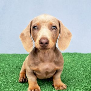 Salchicha Dachshund Hembra color Isabella