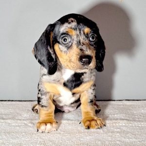 Salchicha Dachshund Macho color Arlequin Plata