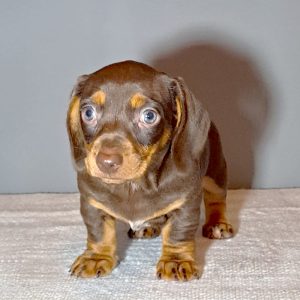Salchicha Dachshund Macho color Chocolate