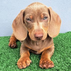 Salchicha Dachshund Macho color Isabella