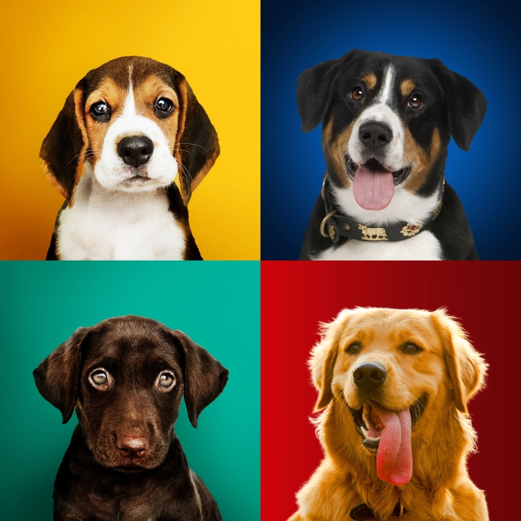 perroscr, perroscostarica, perros en venta, cachorros, razas de perros, alimentación, cuidados, entrenamiento y salud