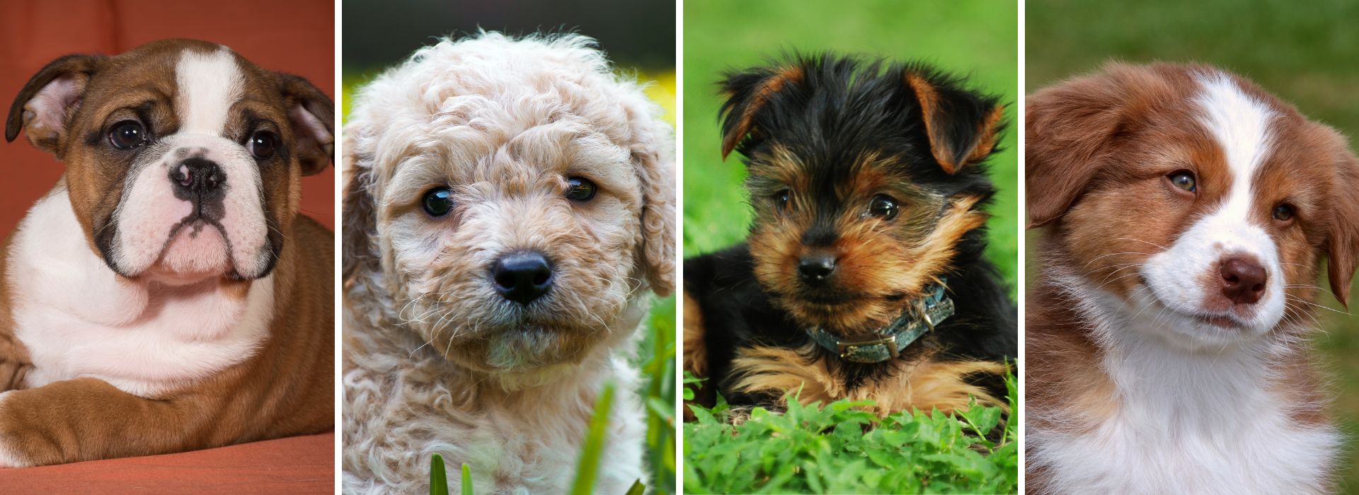 perroscr, perros en Costa Rica, perros en venta, cachorros en Costa Rica, comprar cachorros en Costa Rica, consejos para dueños de cachorros, razas de perros