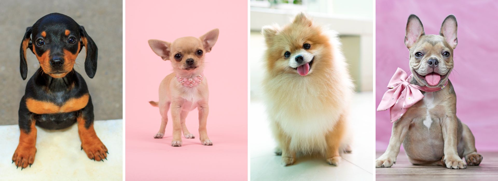 perroscr, perros en Costa Rica, perros en venta, cachorros en Costa Rica, comprar cachorros en Costa Rica, consejos para dueños de cachorros, razas de perros